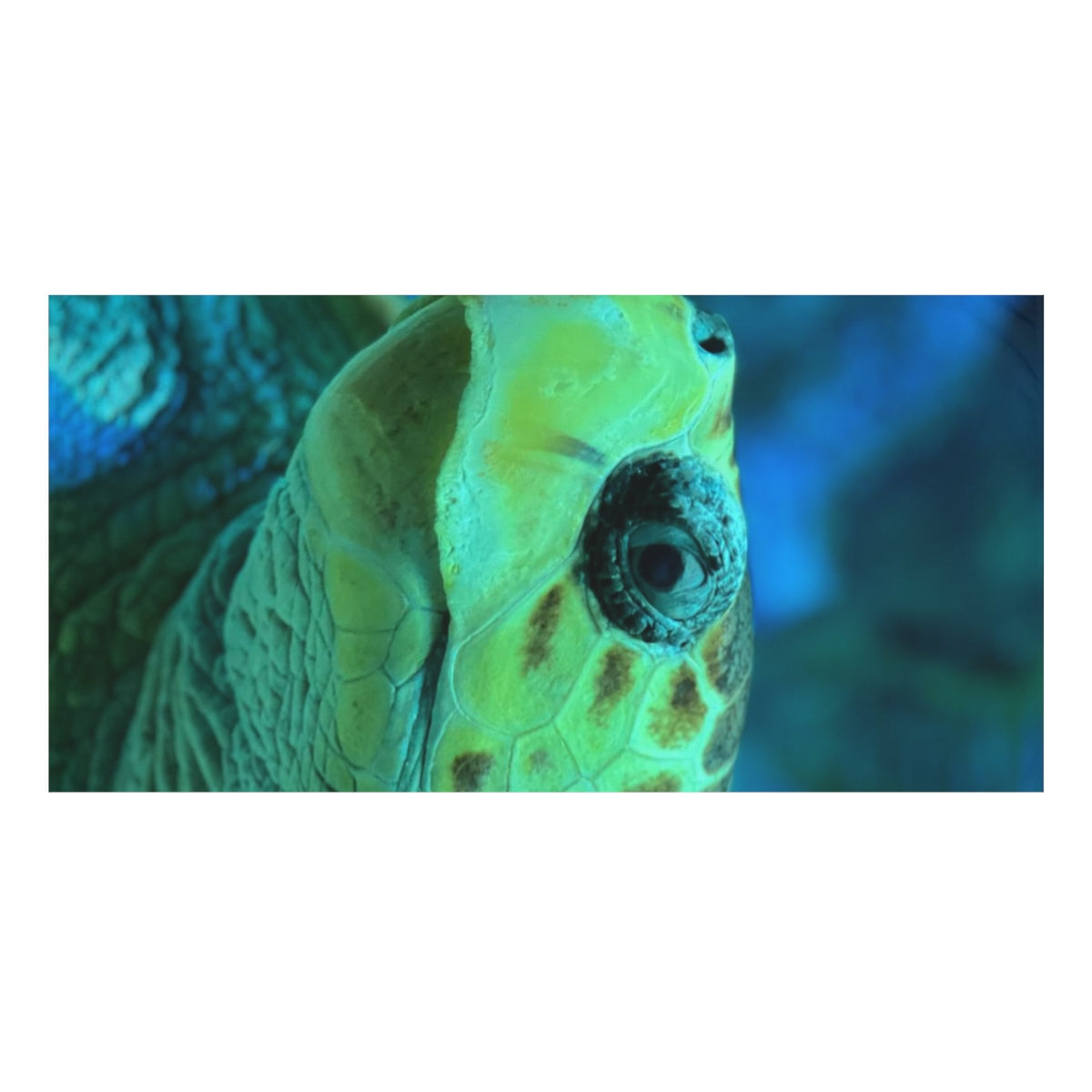 Standard Beach Towel, 30x60